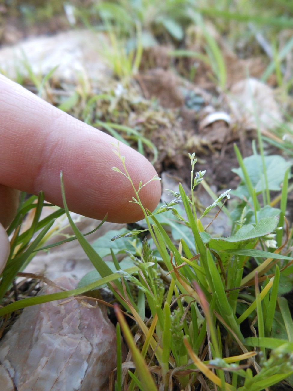 Poa infirma Kunth / Fienarola minore